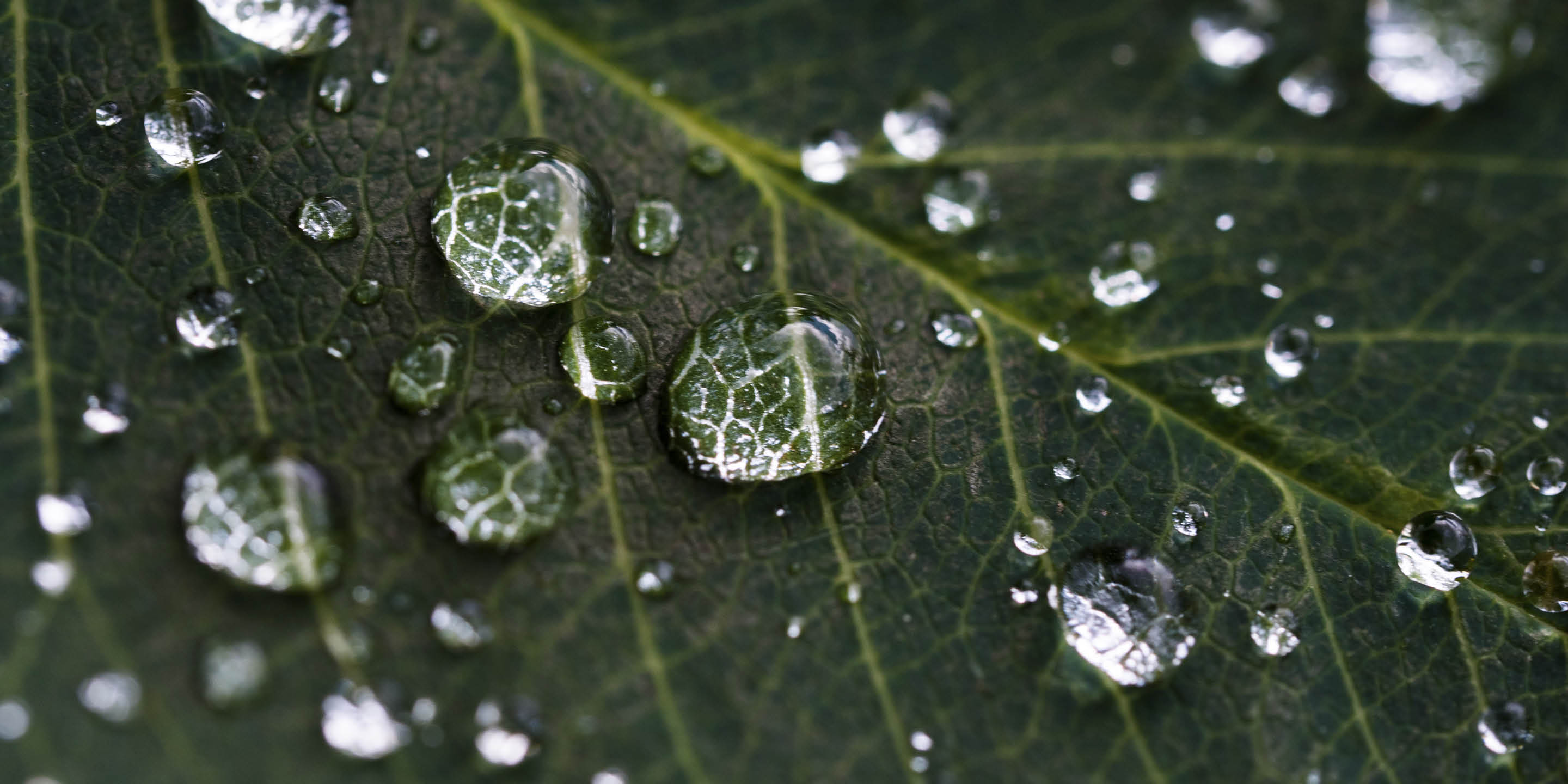 Wassertropfen auf einem grünen Pflanzenblatt
