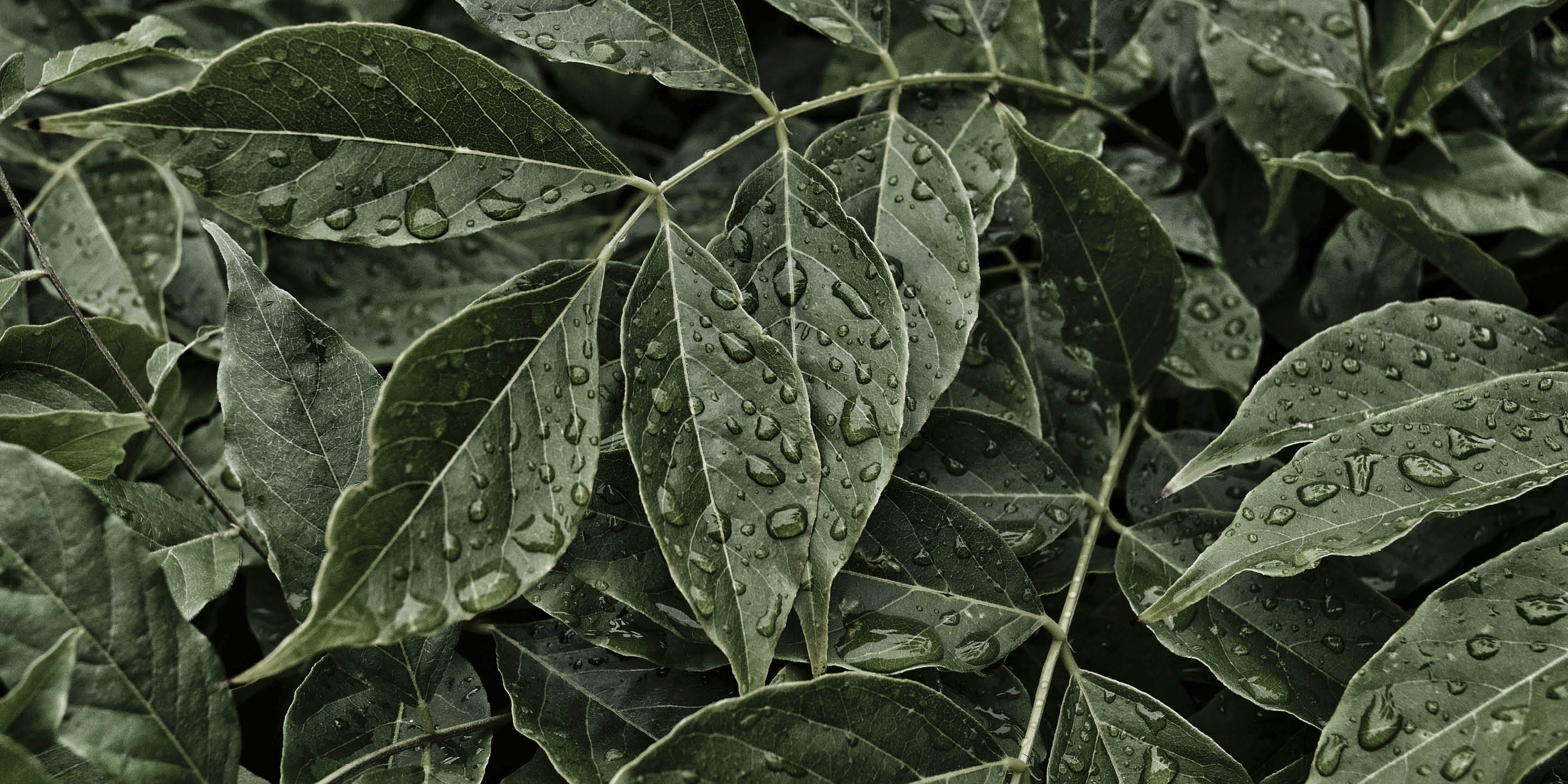 Wassertropfen auf grünen Pflanzenblättern